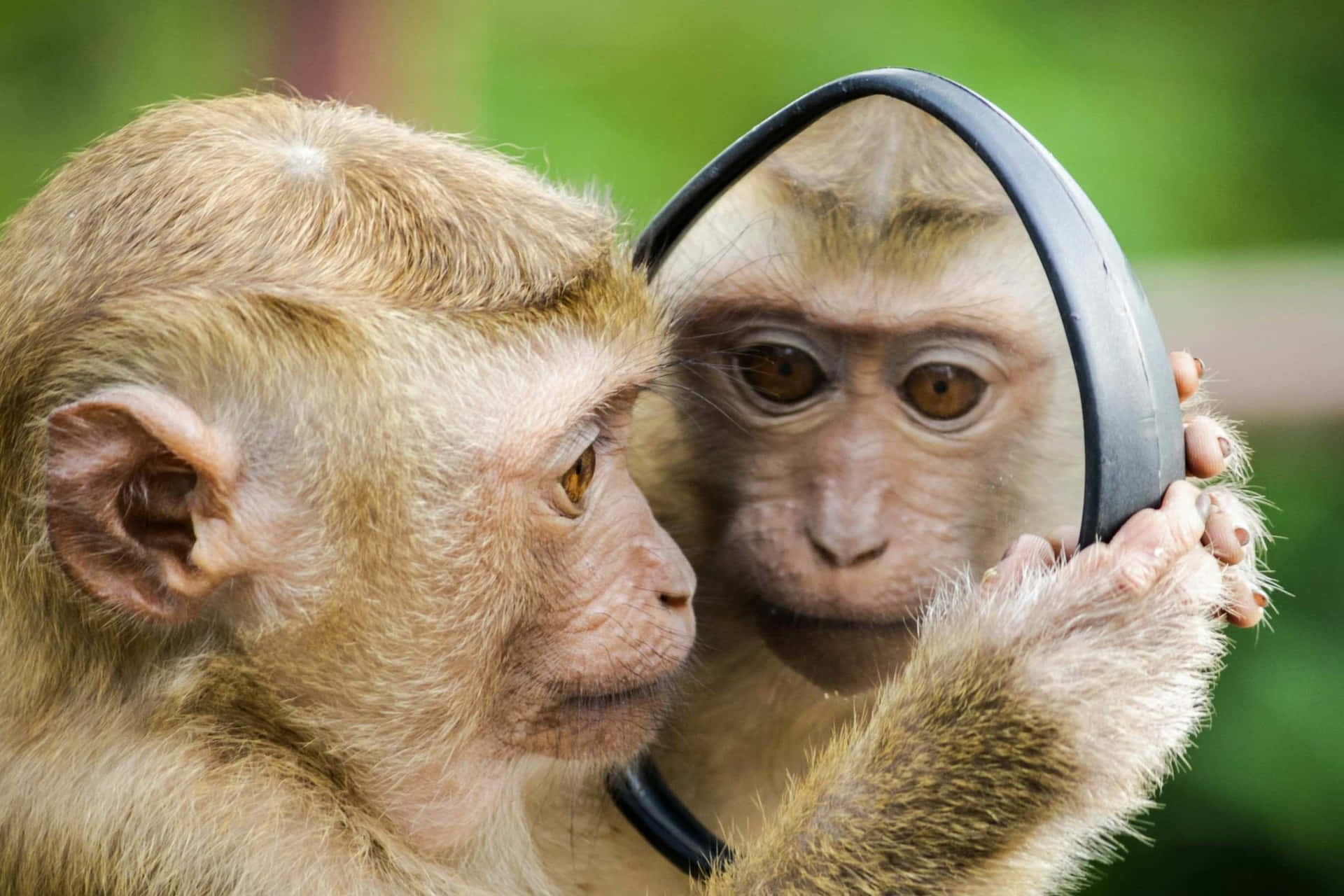 Monkey Looking At Reflection Wallpaper