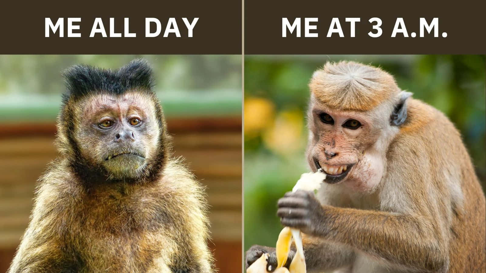 Monkey Meme Sleep Versus Awake Wallpaper