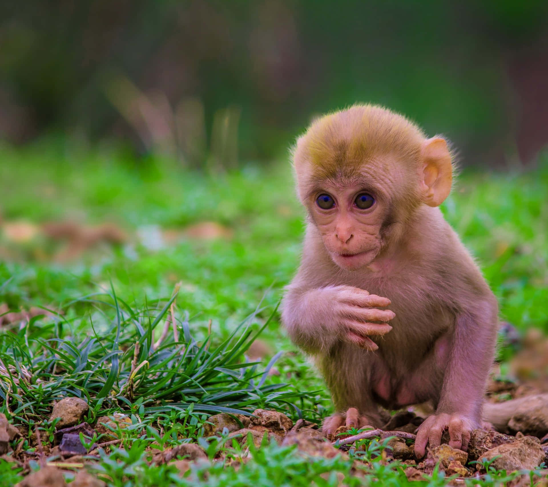 A Cheeky Monkey Relishing Nature's Beauty