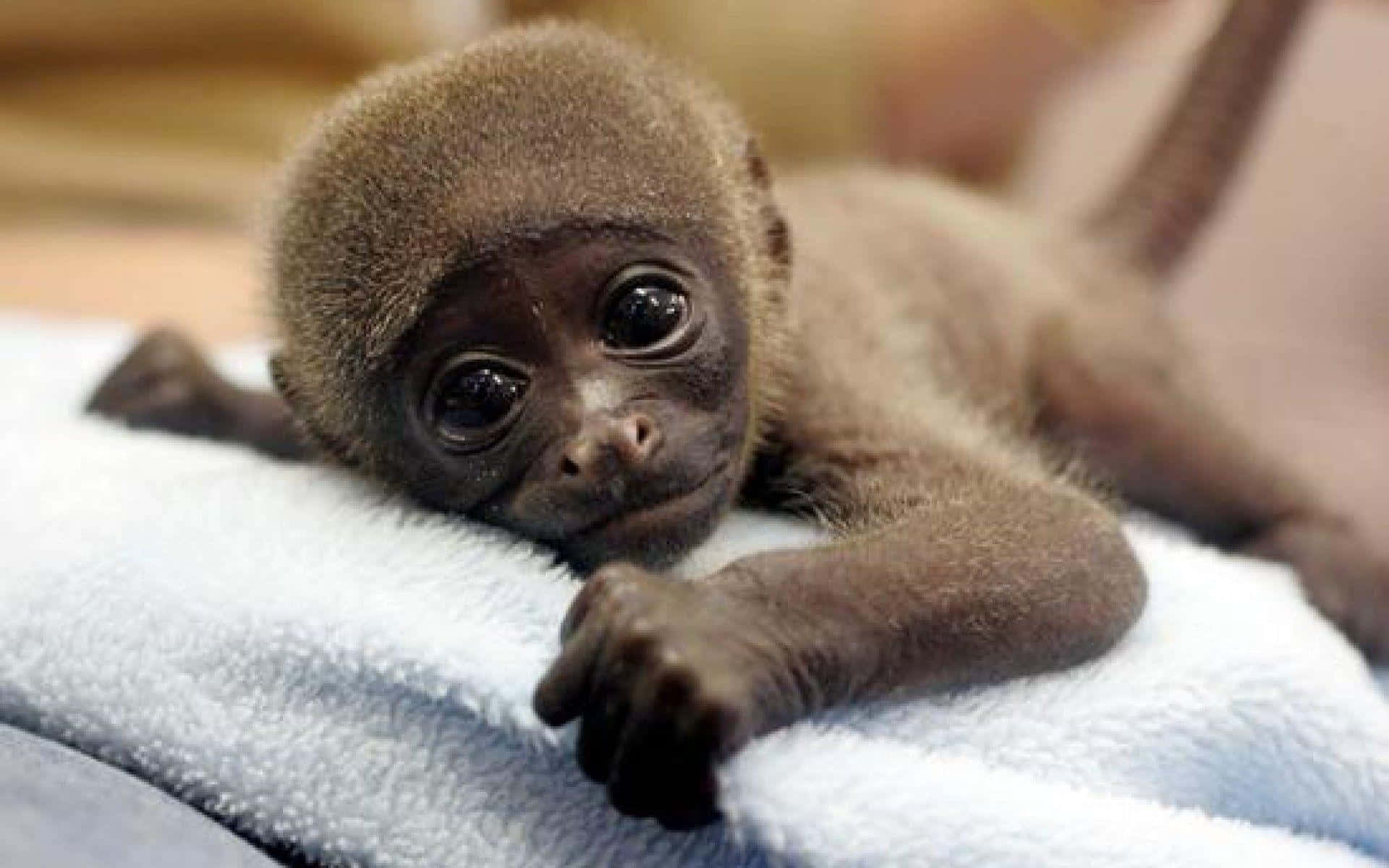 Baby Monkey Picture
