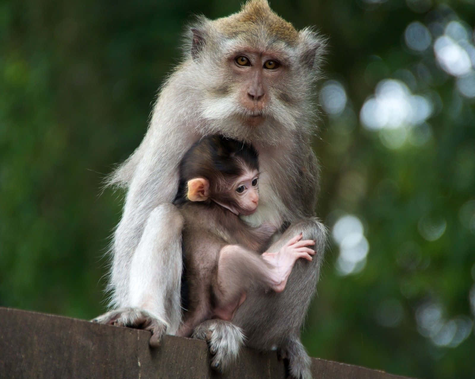 Macaque Monkey Picture