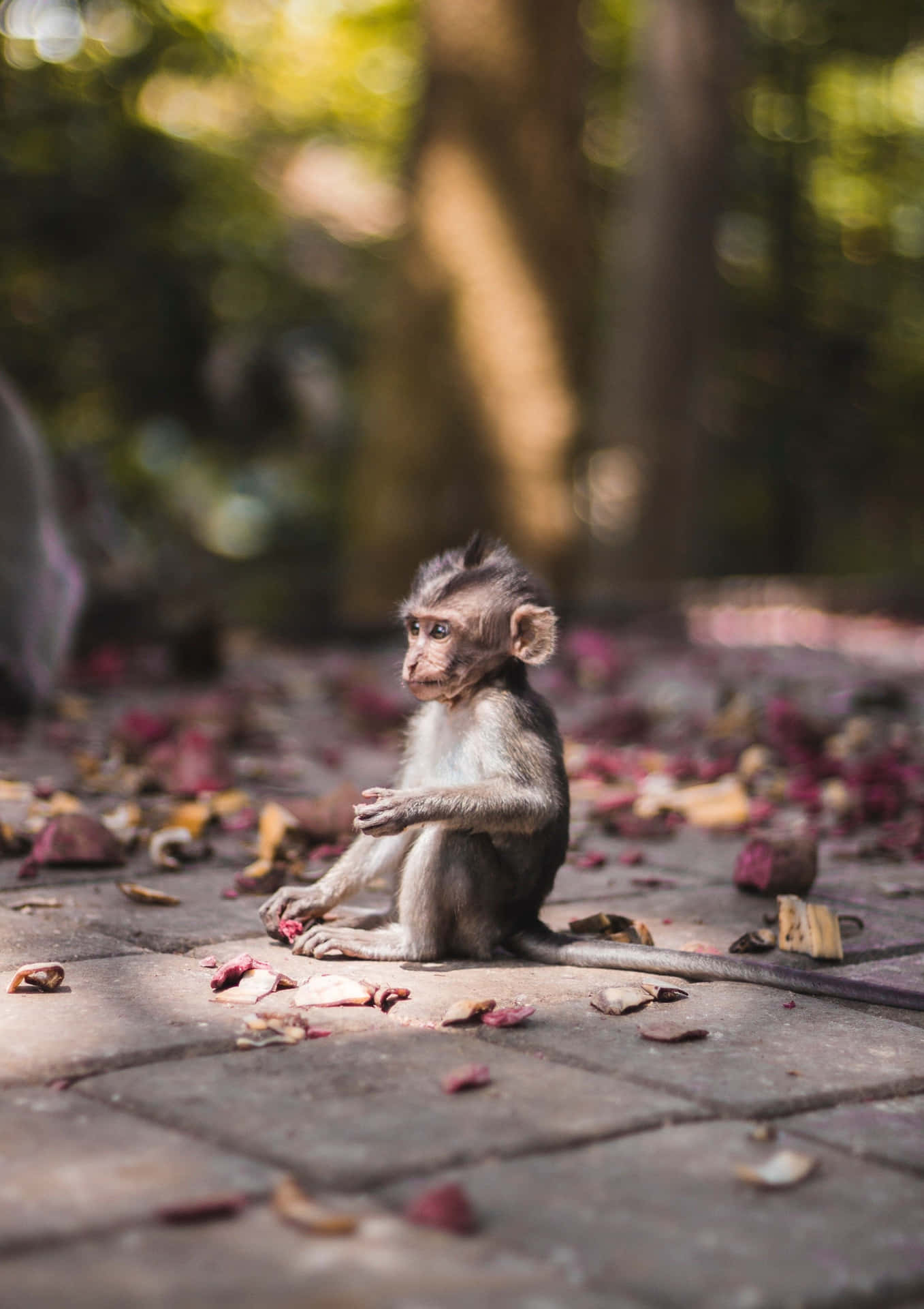 Monkey Contemplates Life