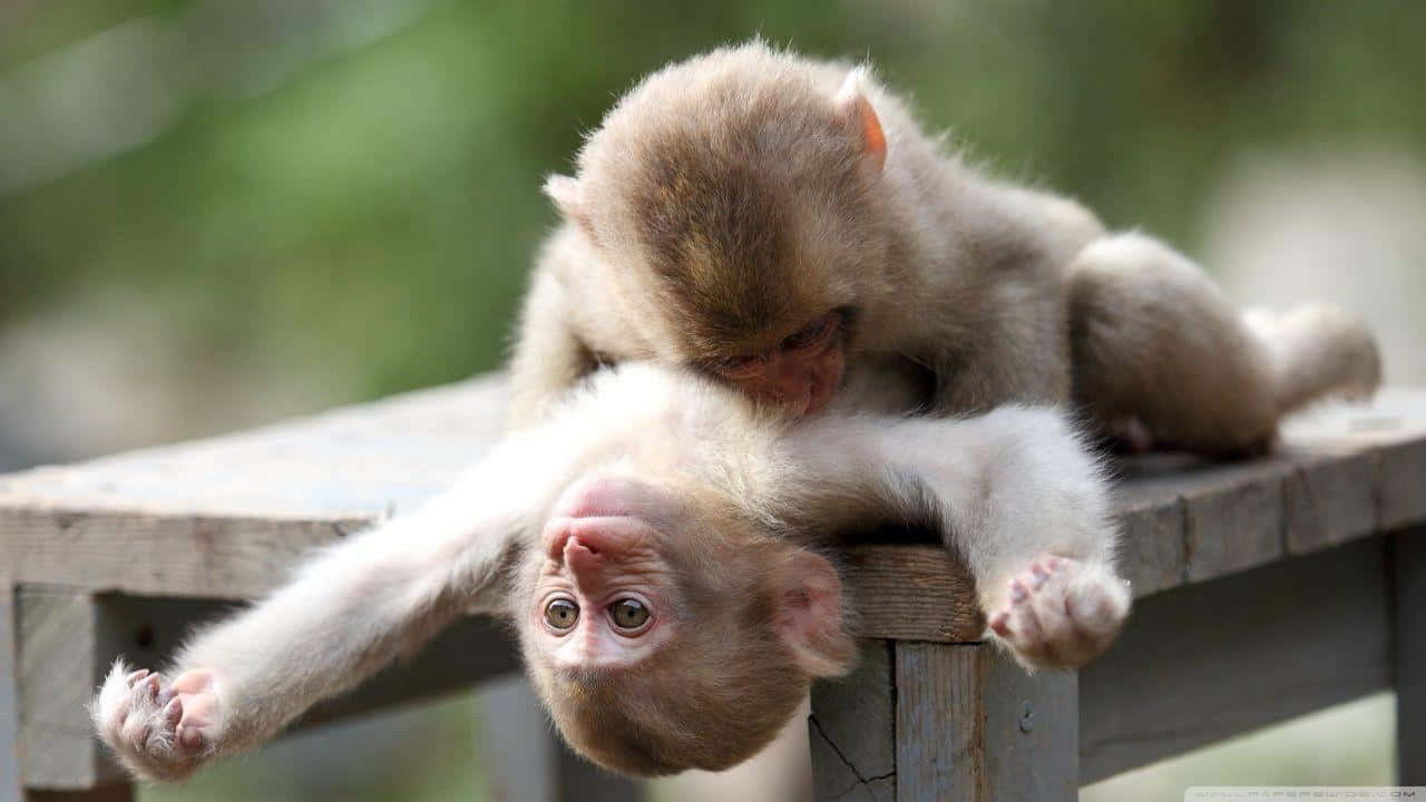 Umbebê Macaco Curioso Espiando Pelas Folhas.