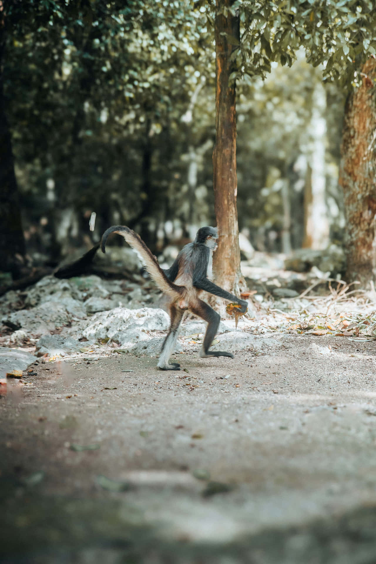 Monkey_ Striding_ Through_ Jungle Wallpaper