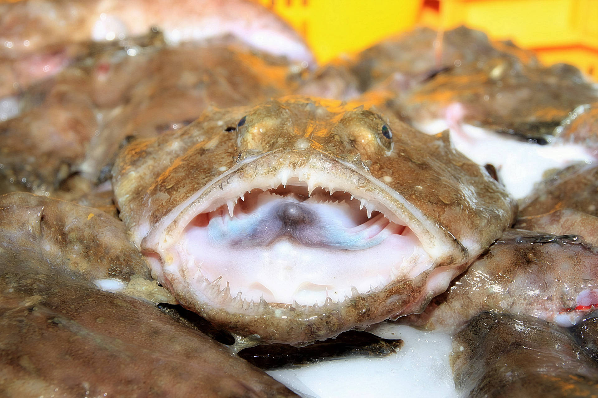 Monkfish Mouth Teeth Wallpaper