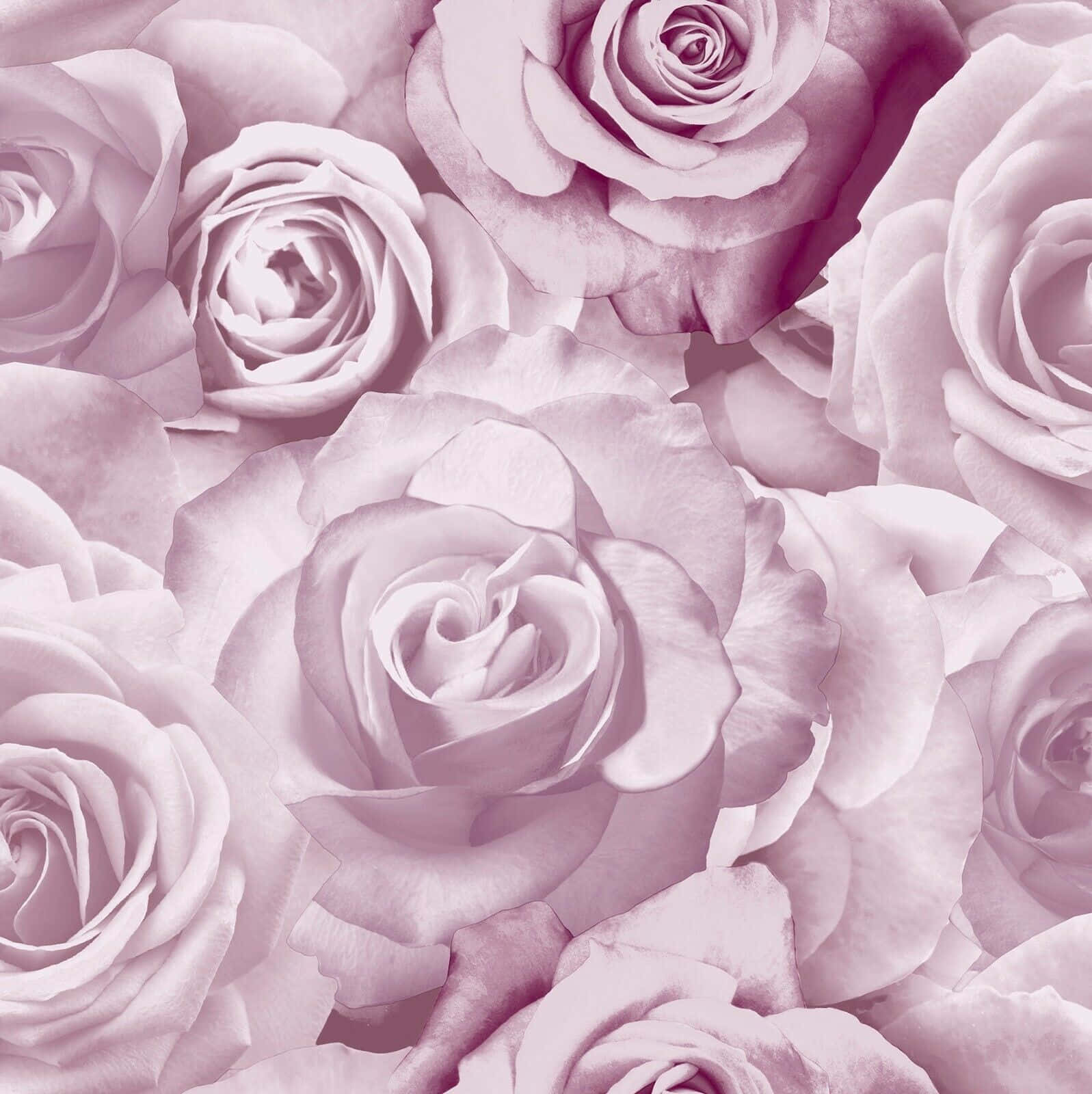 Monochromatic Blush Roses Pattern Wallpaper