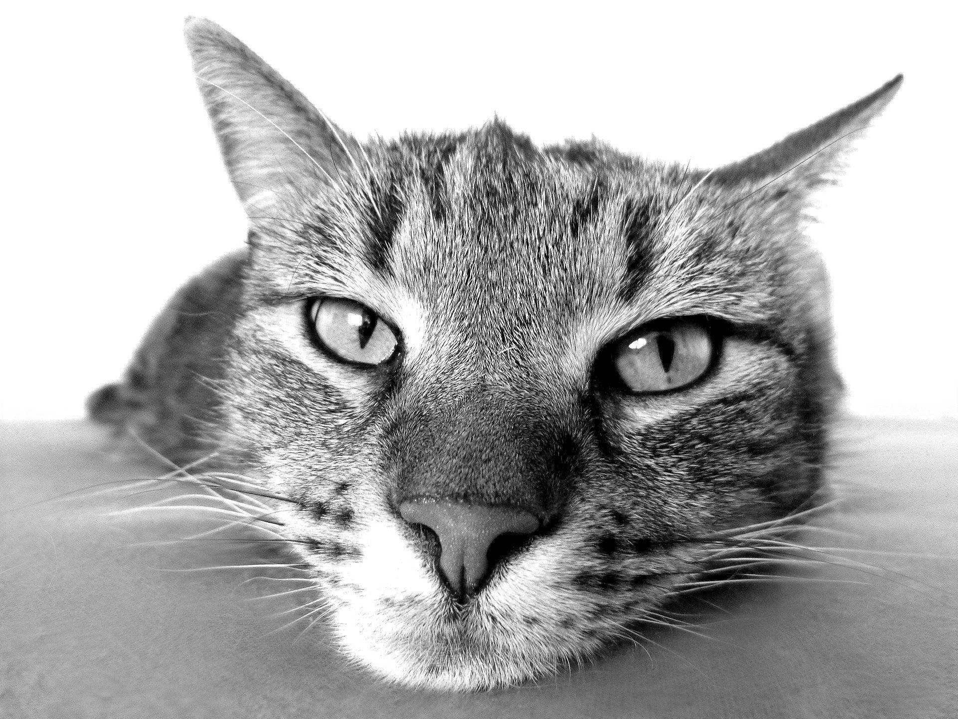 Monochromatic Cat Close-up