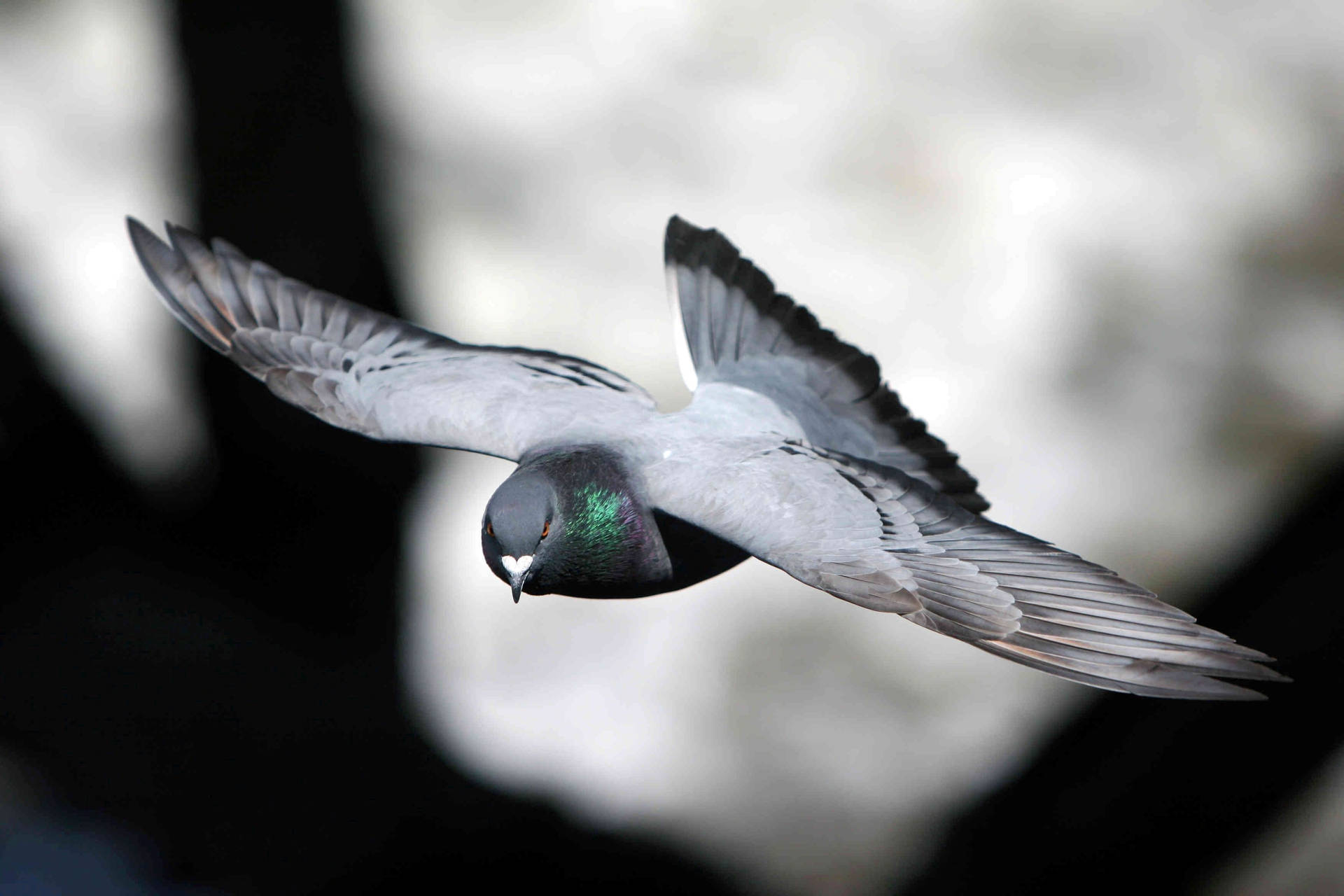 Monochromatic Flying Homing Pigeon Shot Wallpaper