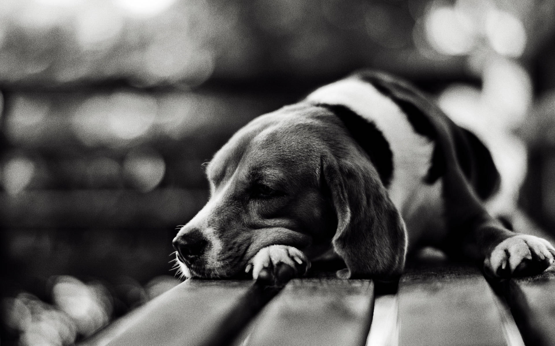 Monochromatic Sleeping Beagle Puppy Wallpaper