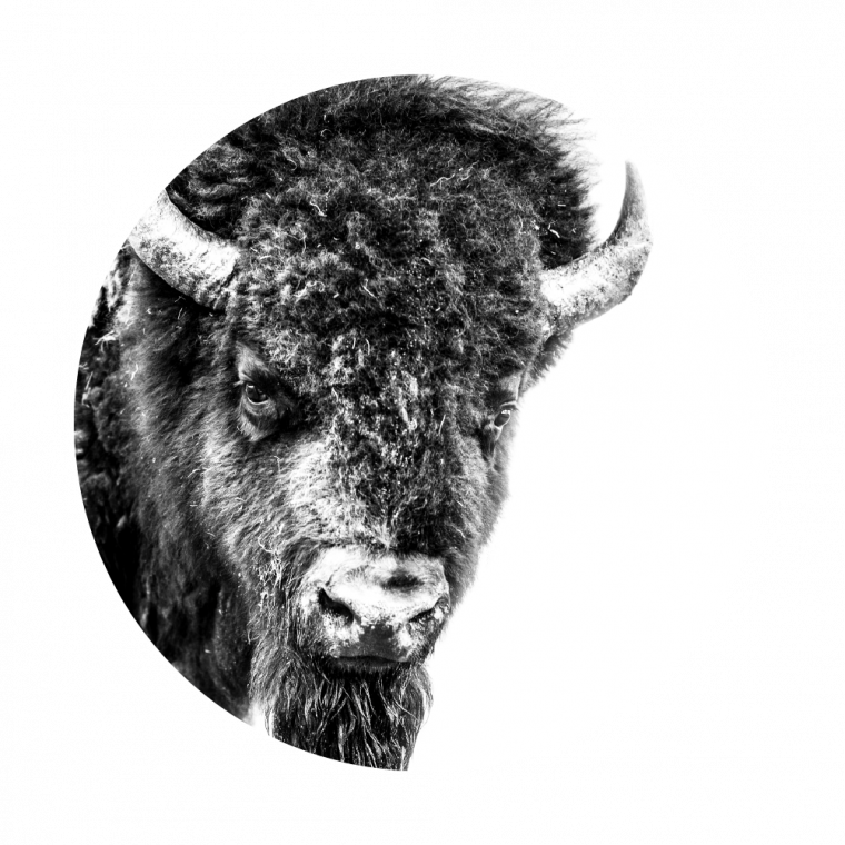 Monochrome Bison Portrait PNG