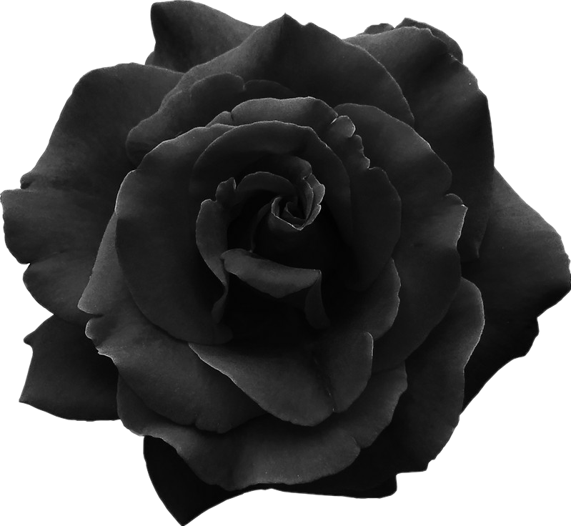 Monochrome Black Rose PNG