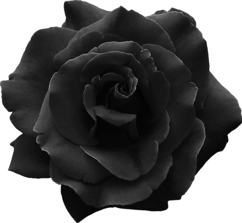 Download Monochrome Black Rose | Wallpapers.com