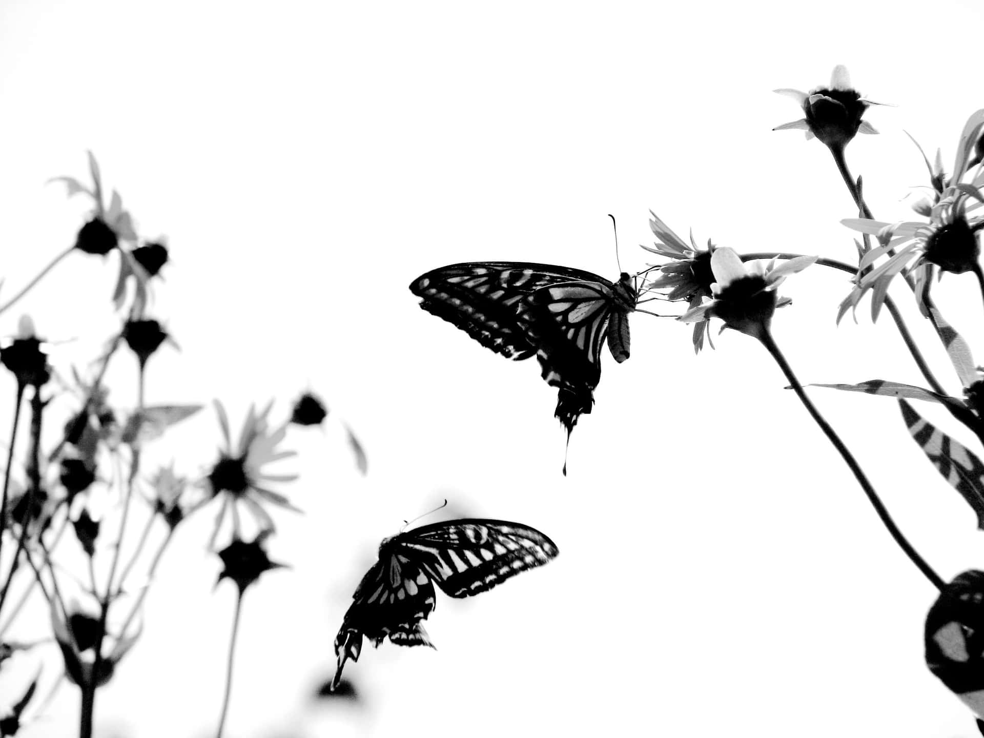 Monochrome_ Butterflies_on_ Flowers.jpg Wallpaper