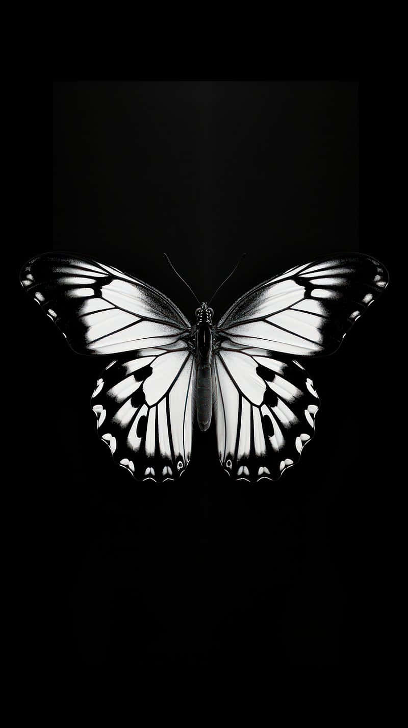 Monochrome Butterfly Against Black Background Wallpaper