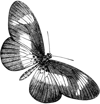 Monochrome Butterfly Artwork PNG