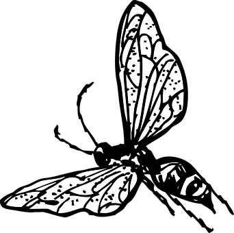 Monochrome Butterfly Illustration PNG