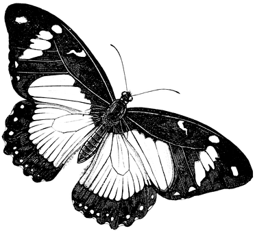 Monochrome Butterfly Illustration PNG