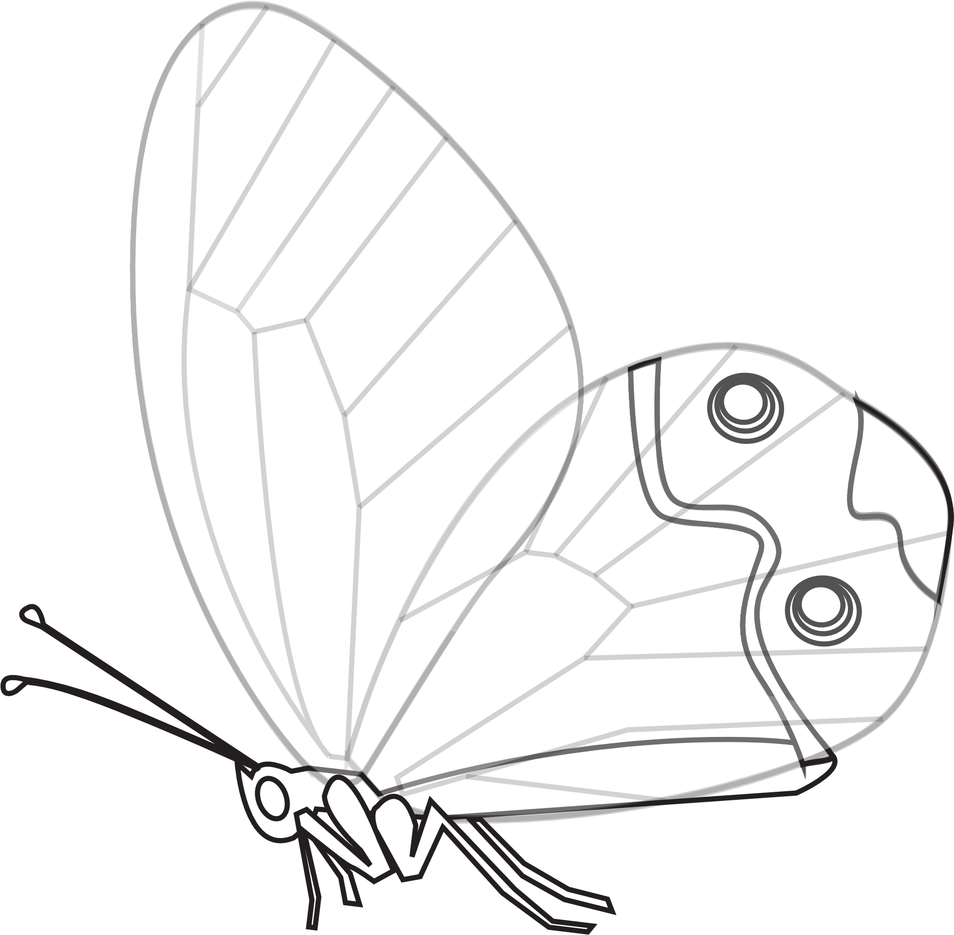 Monochrome Butterfly Illustration PNG