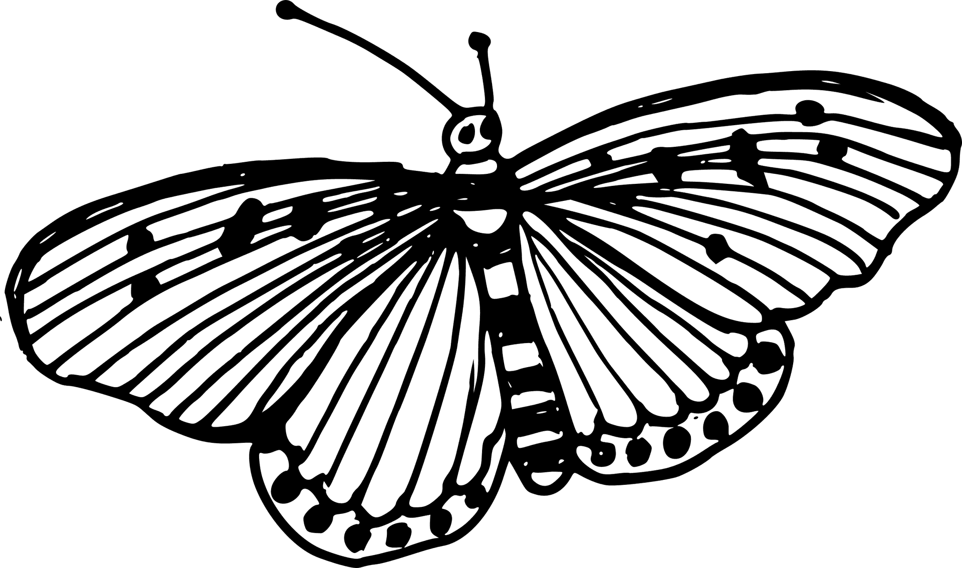 Monochrome Butterfly Illustration PNG