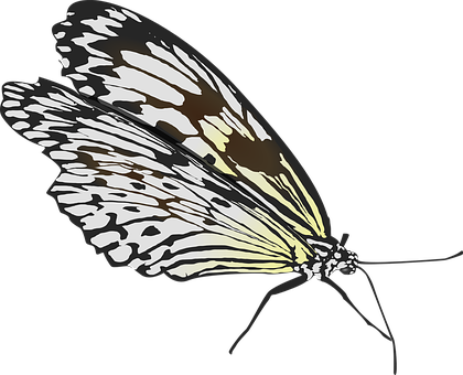 Monochrome Butterfly Illustration PNG