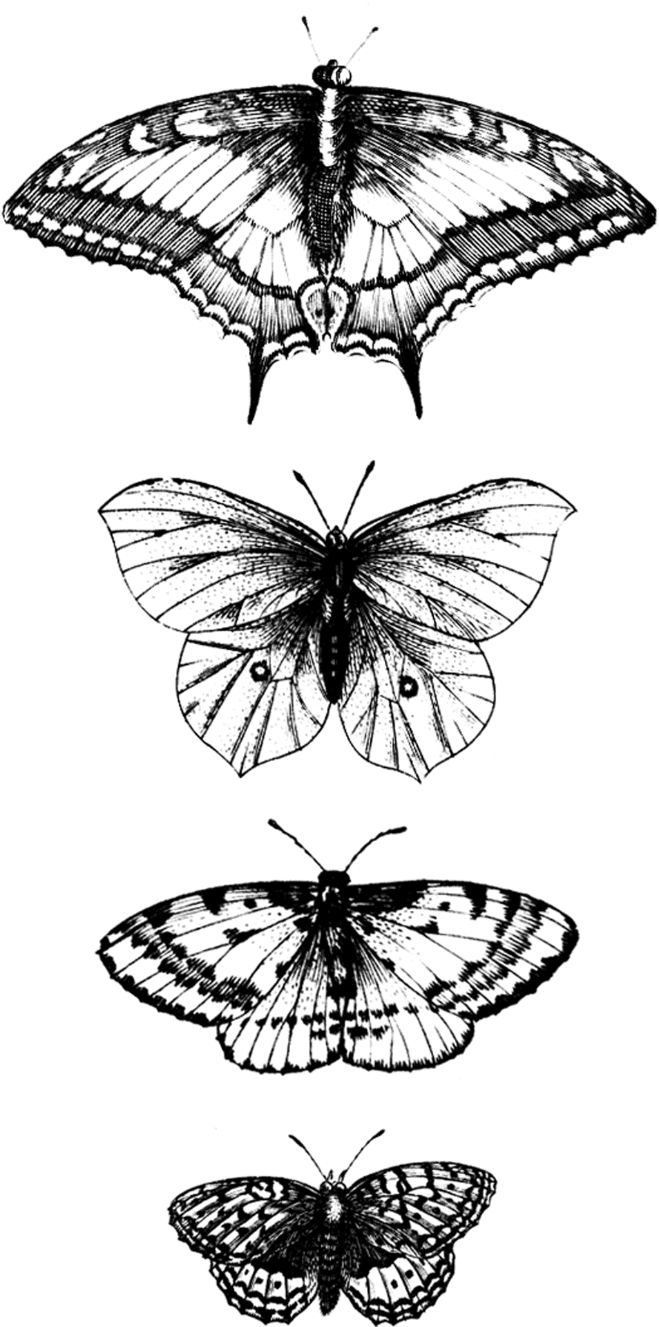 Monochrome Butterfly Illustrations PNG