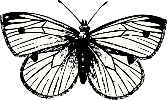 Monochrome Butterfly Silhouette Art PNG