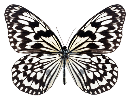 Monochrome Butterfly Spread Wings PNG