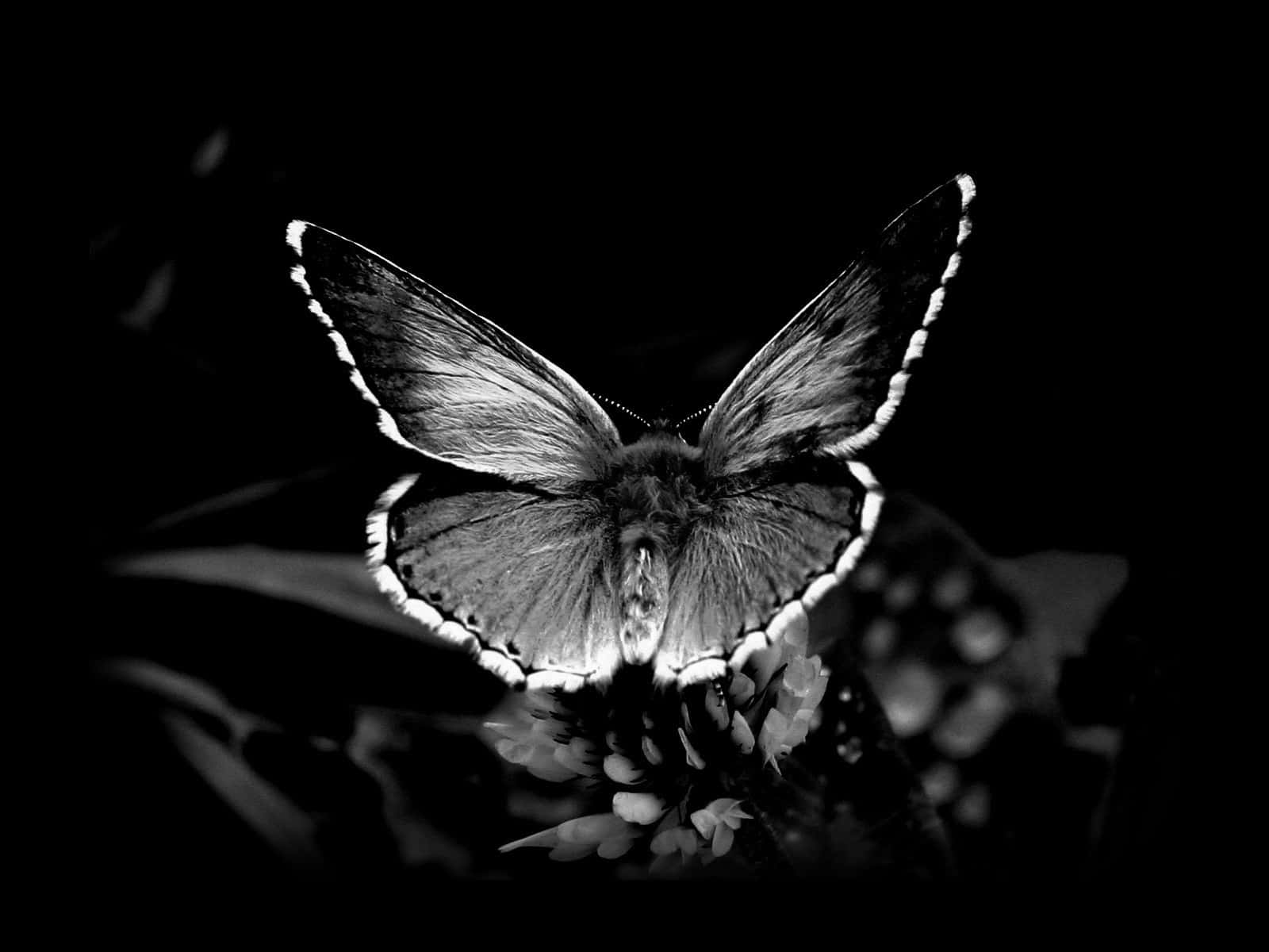 Monochrome Butterflyon Flower Wallpaper