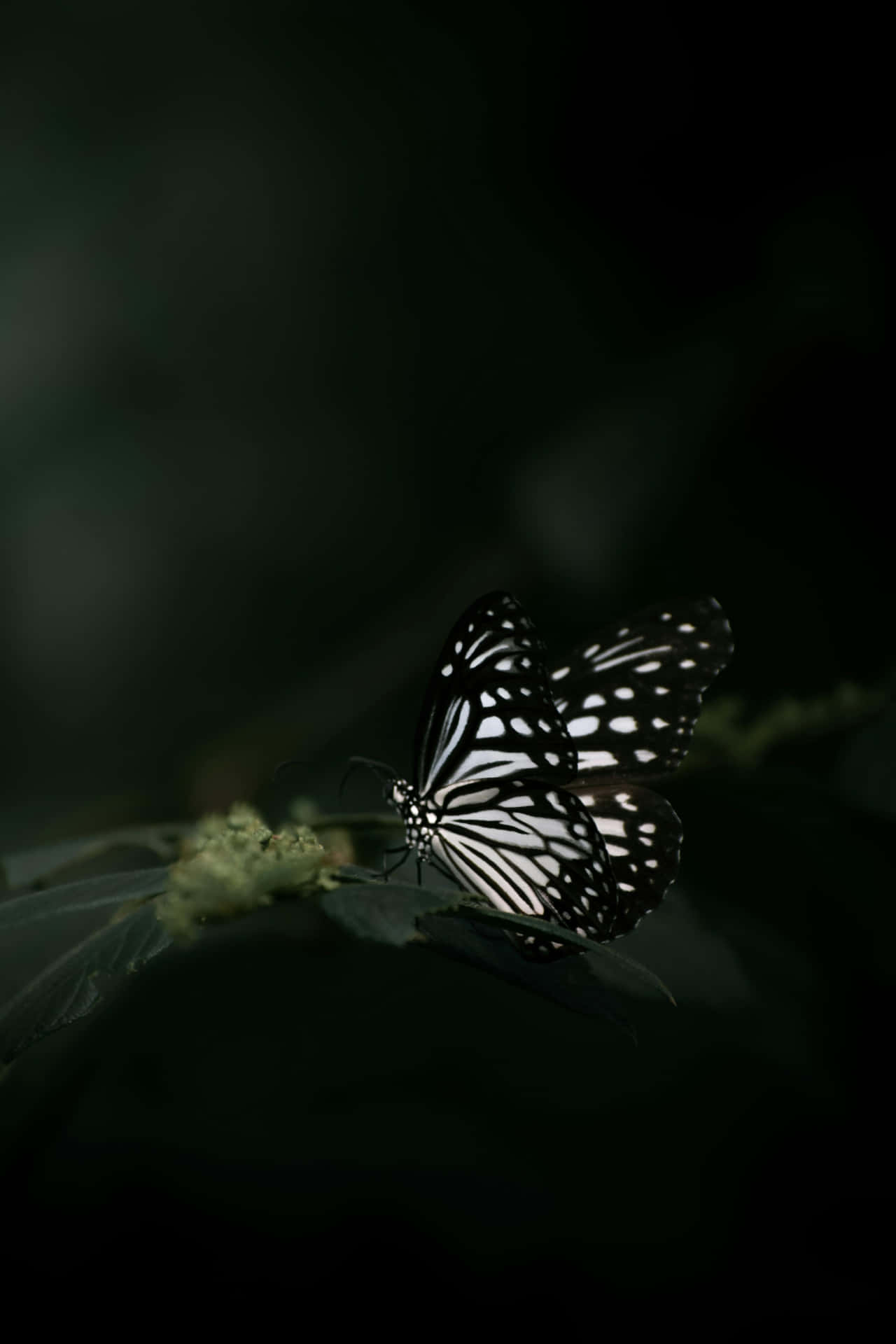 Monochrome Butterflyon Leaf Wallpaper