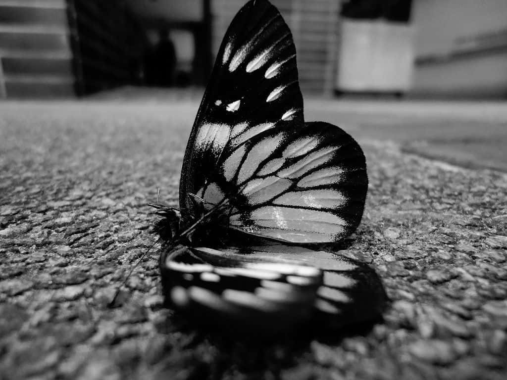 Monochrome Butterflyon Textured Surface Wallpaper