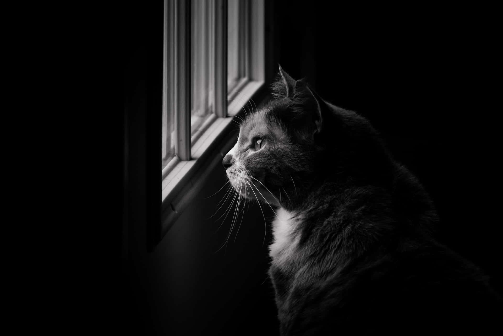 Monochrome Cat Looks Outside Window Wallpaper