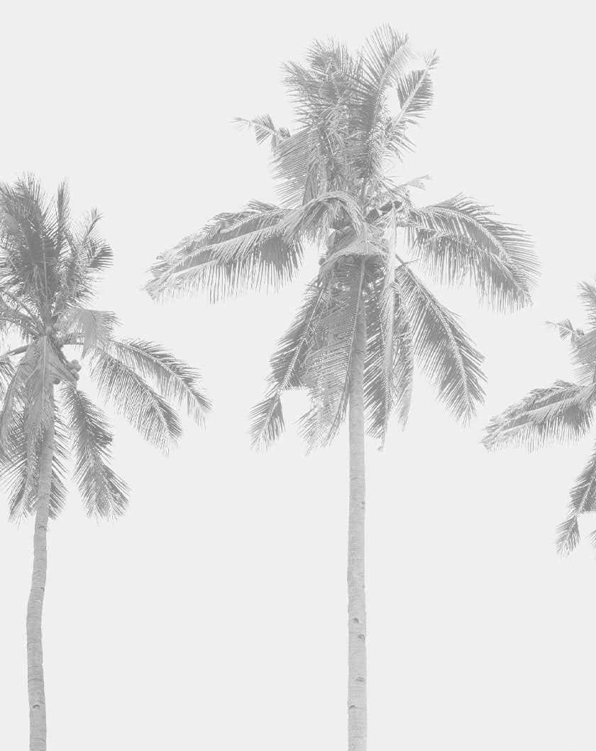 Monochrome Coconut Palms Aesthetic.jpg Wallpaper