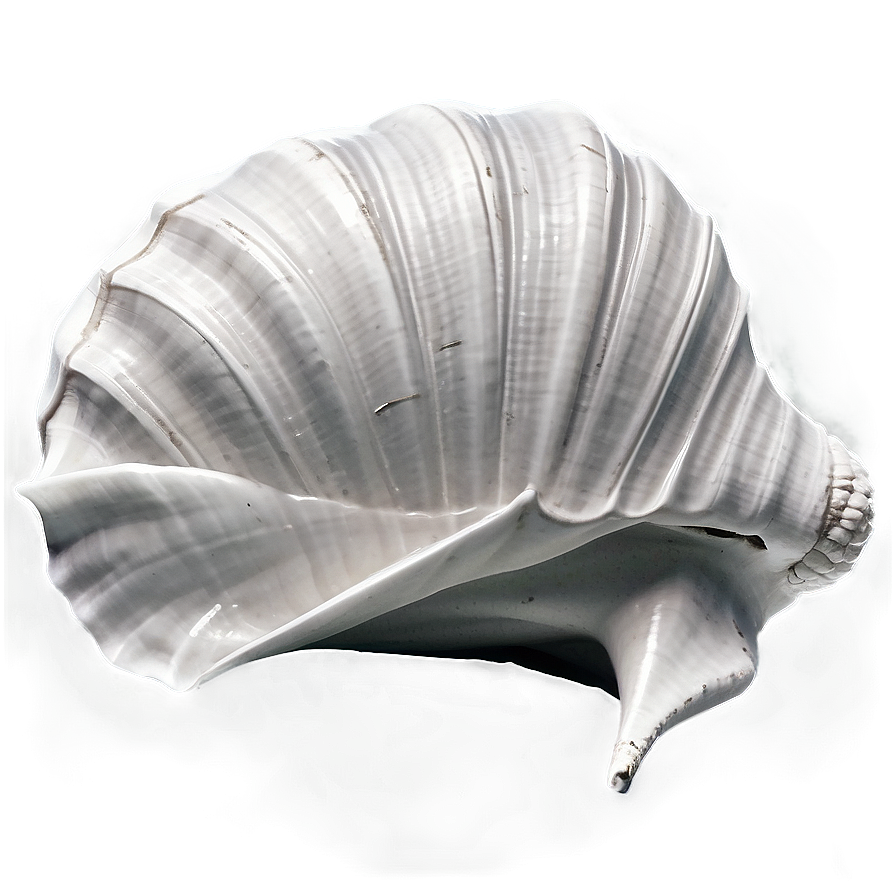 Monochrome Conch Shell Png Omi46 PNG