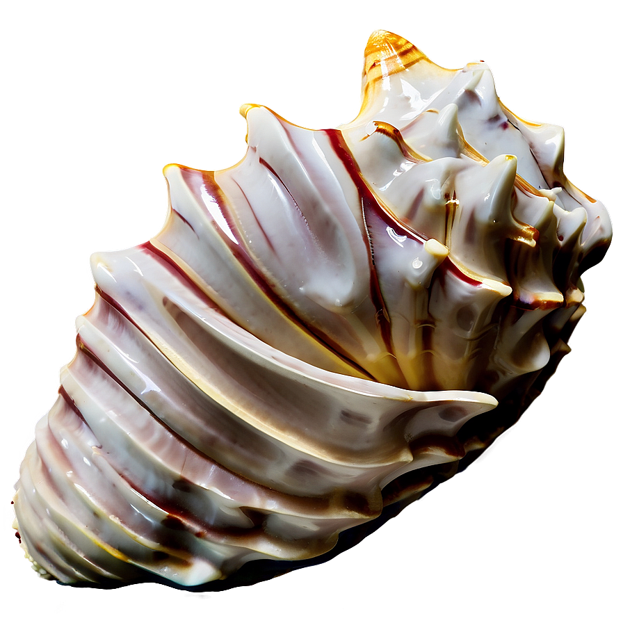 Monochrome Conch Shell Png Pwq PNG