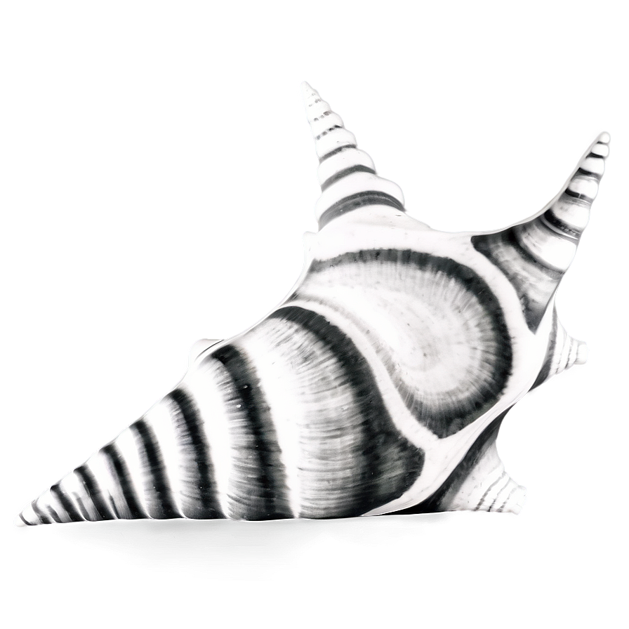 Monochrome Conch Shell Png Xnq62 PNG