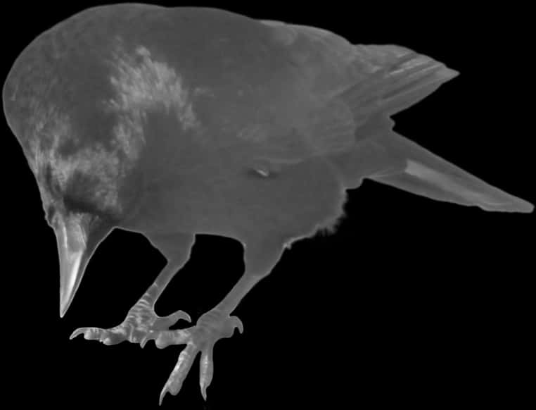 Monochrome Crow Xray Effect PNG