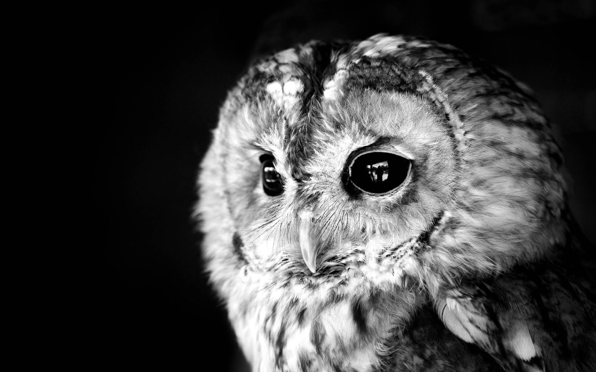 Monochrome Cute Owl Wallpaper