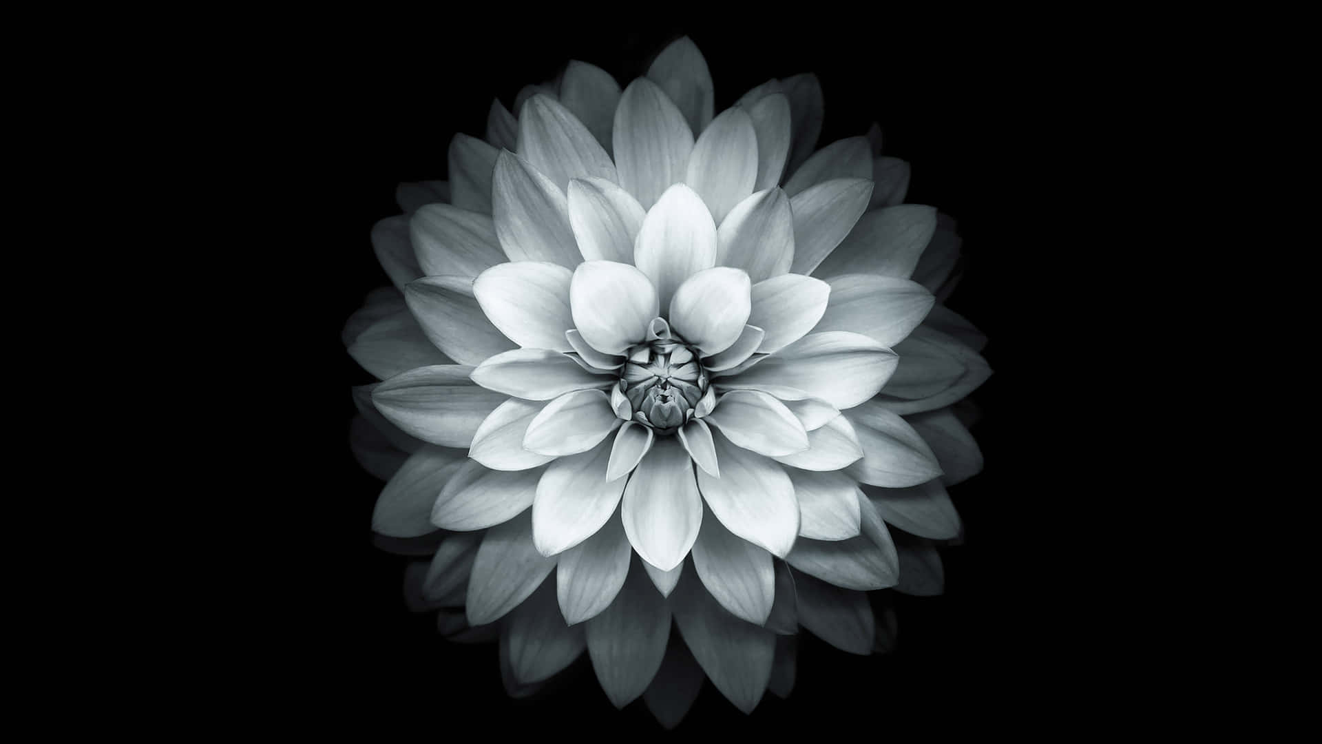 Monochrome Dahlia Flower Wallpaper
