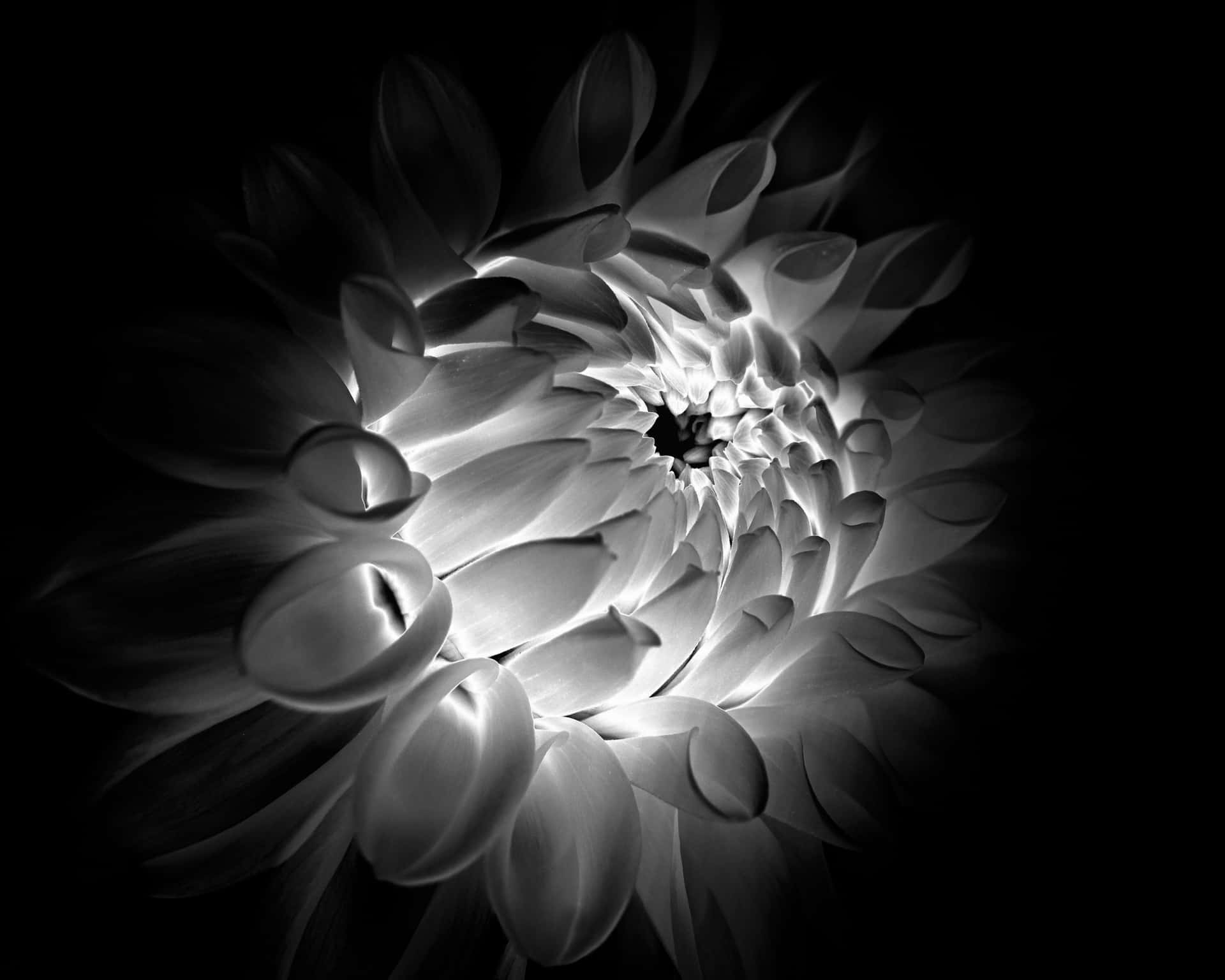 Monochrome Dahlia Bloem Glans Achtergrond