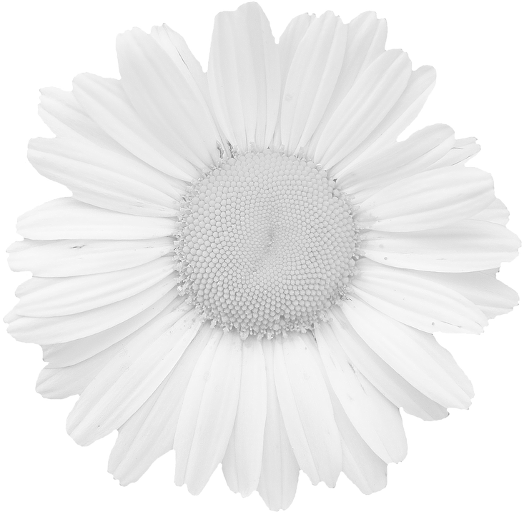 Monochrome Daisy Flower Closeup PNG