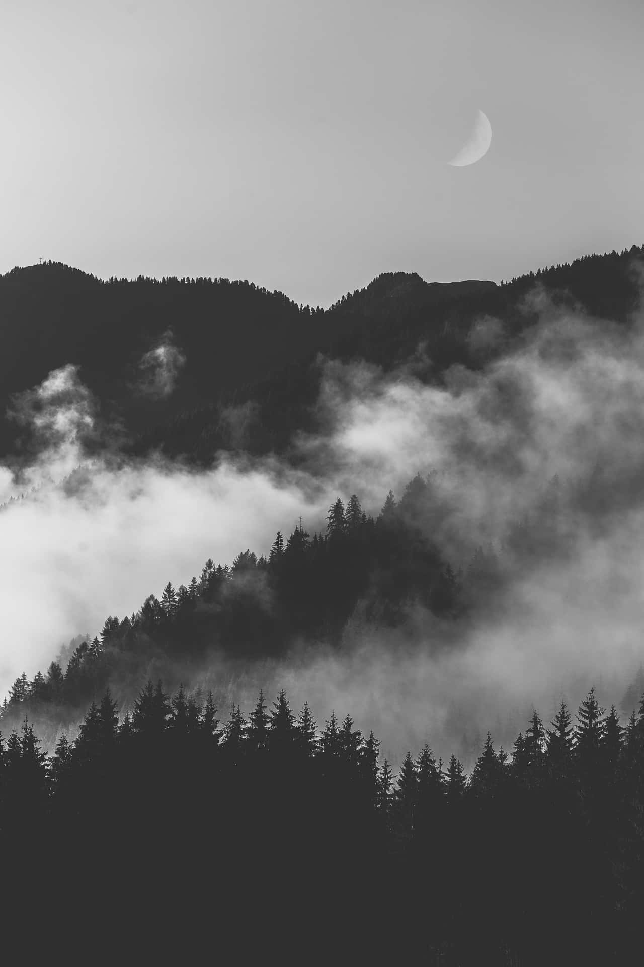 Monochromer,dunkler Und Nebeliger Wald Wallpaper