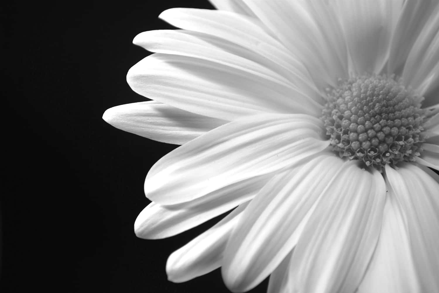 Monochrome Elegance – A Blossom In Black And White Wallpaper