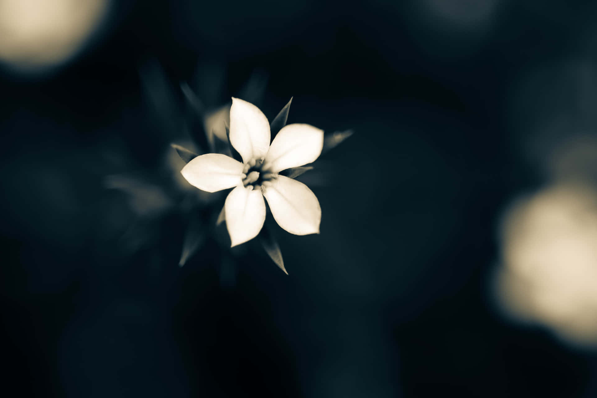 Monochrome Elegance Flower Photography Wallpaper
