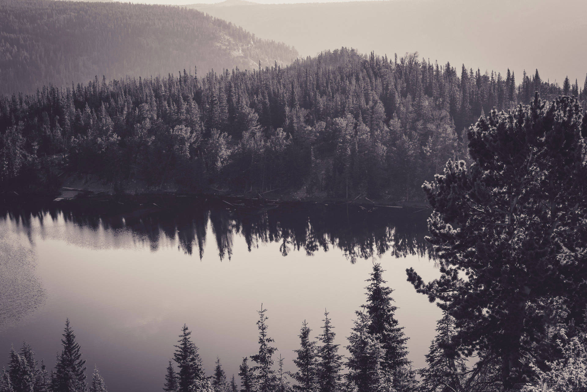 Monochrome Forest Lake