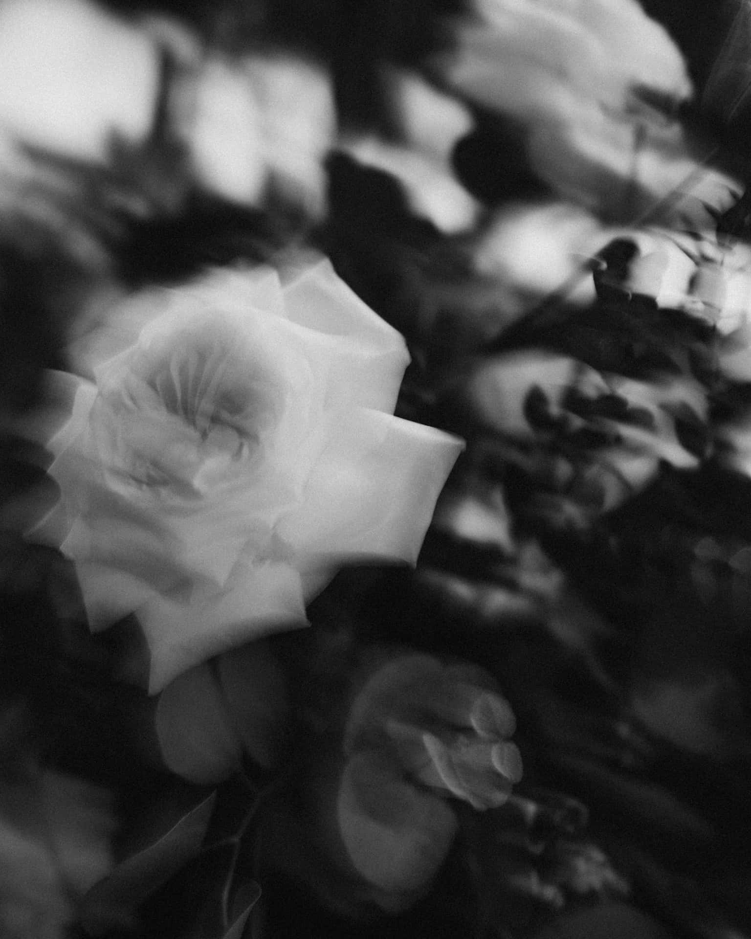 Monochrome Grunge Rose Blur.jpg Wallpaper