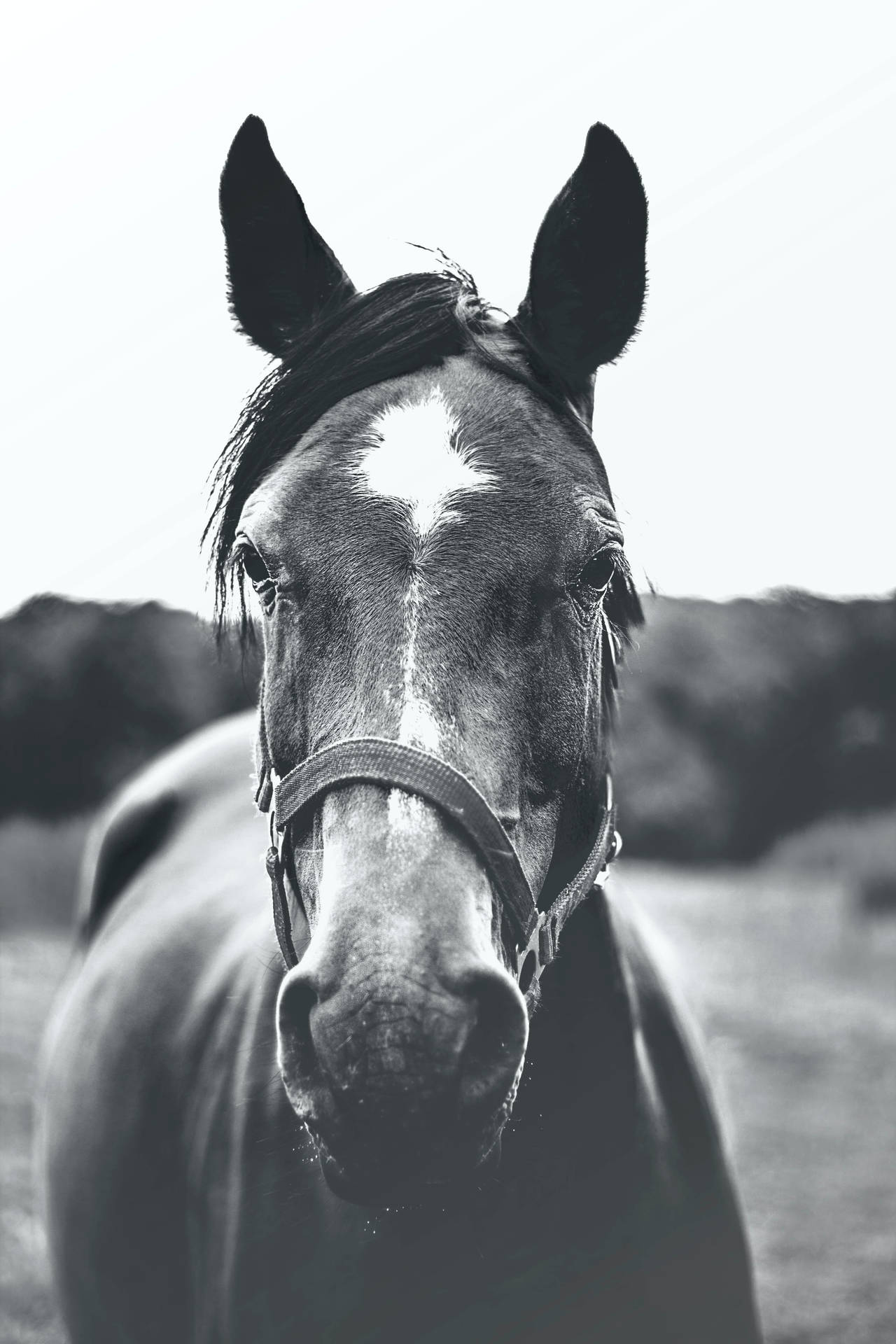 Monochrome Horse Face