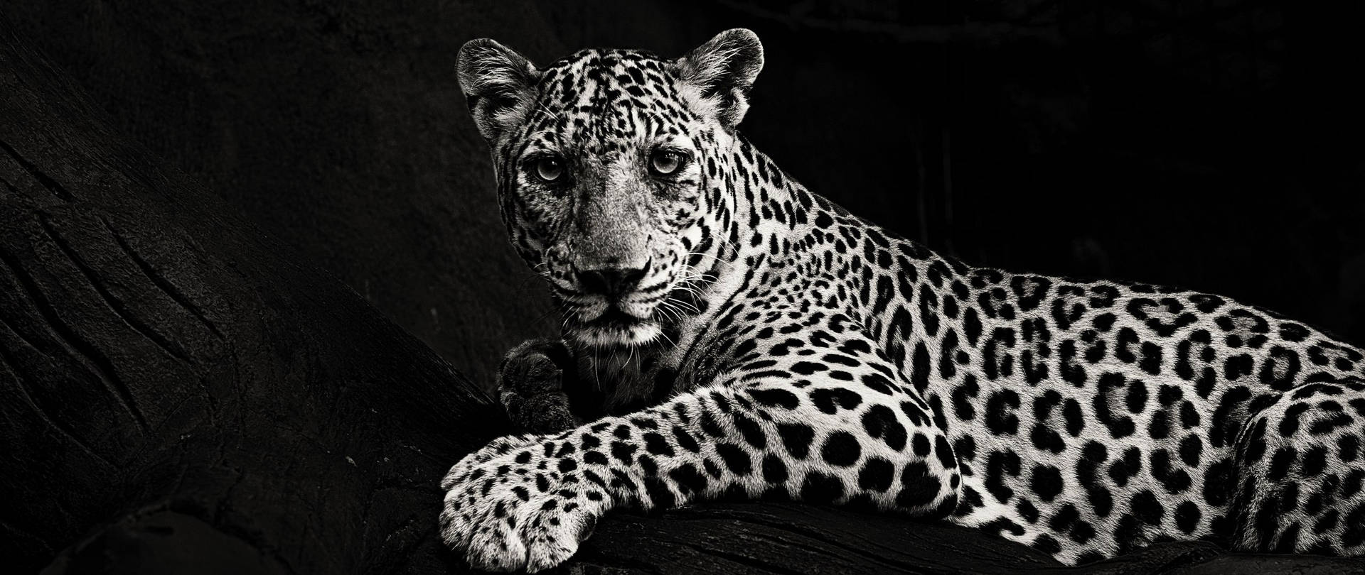 Monochrome Jaguar Background