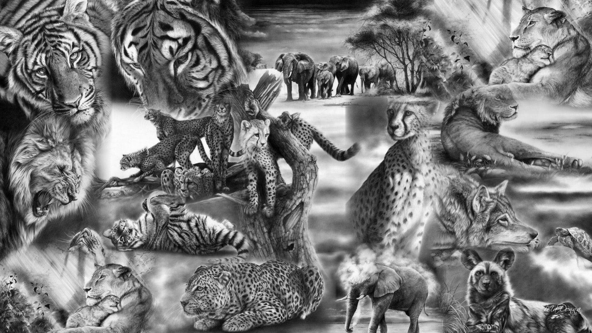 Monochrome Lion And Tiger Collage Wallpaper
