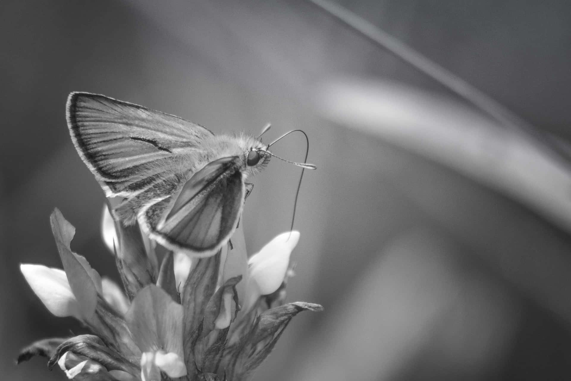 Monochrome_ Moth_on_ Flower Wallpaper
