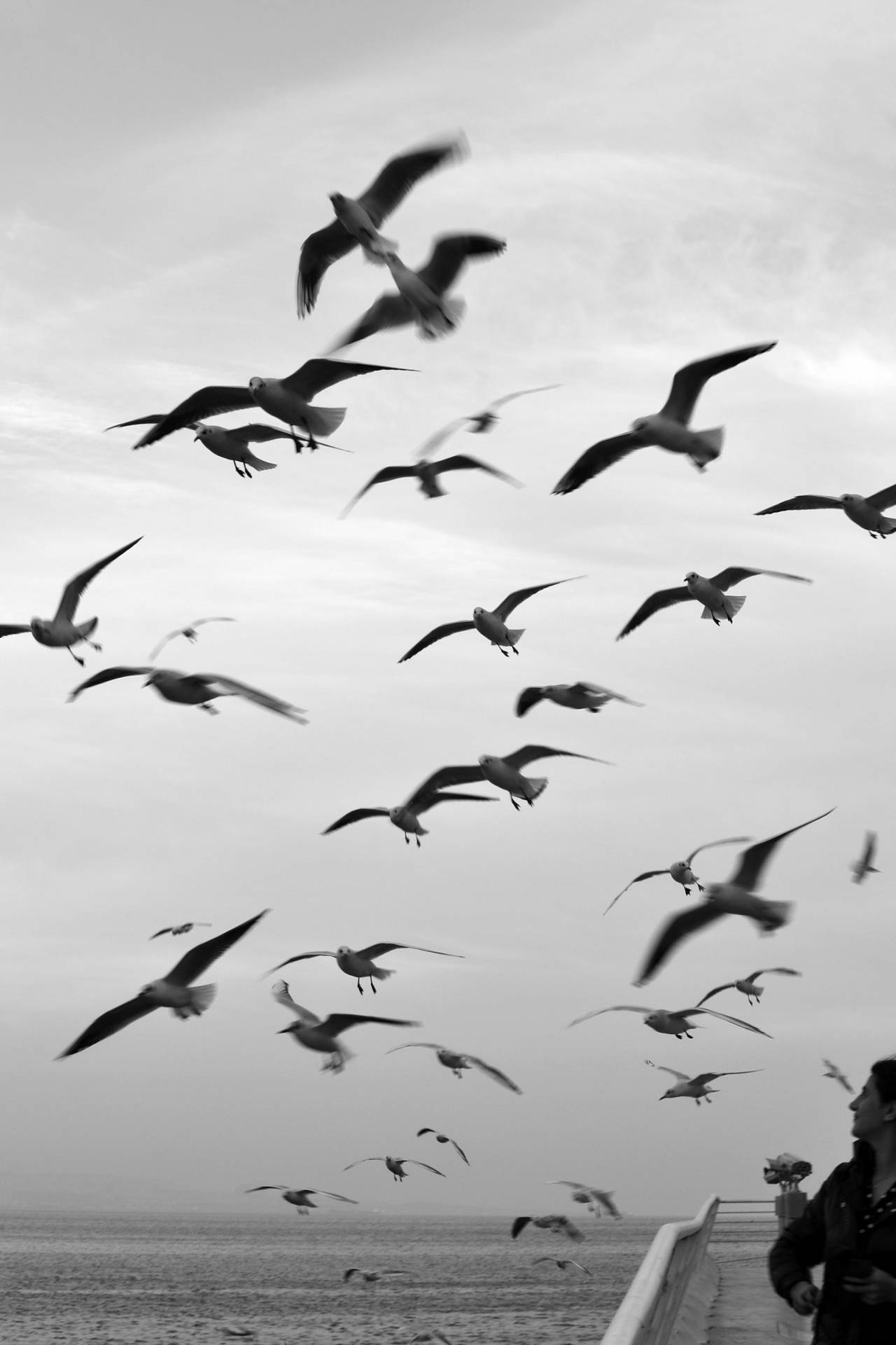Monochrome Of Flock Of Birds Wallpaper